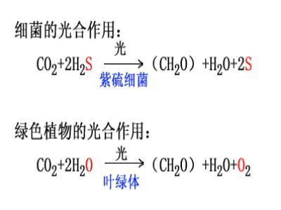 光合作用的化學(xué)方程式_
