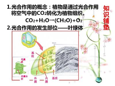 植物光合作用暗反應中C3、C4和CAM途徑在古代食譜分析中的應用